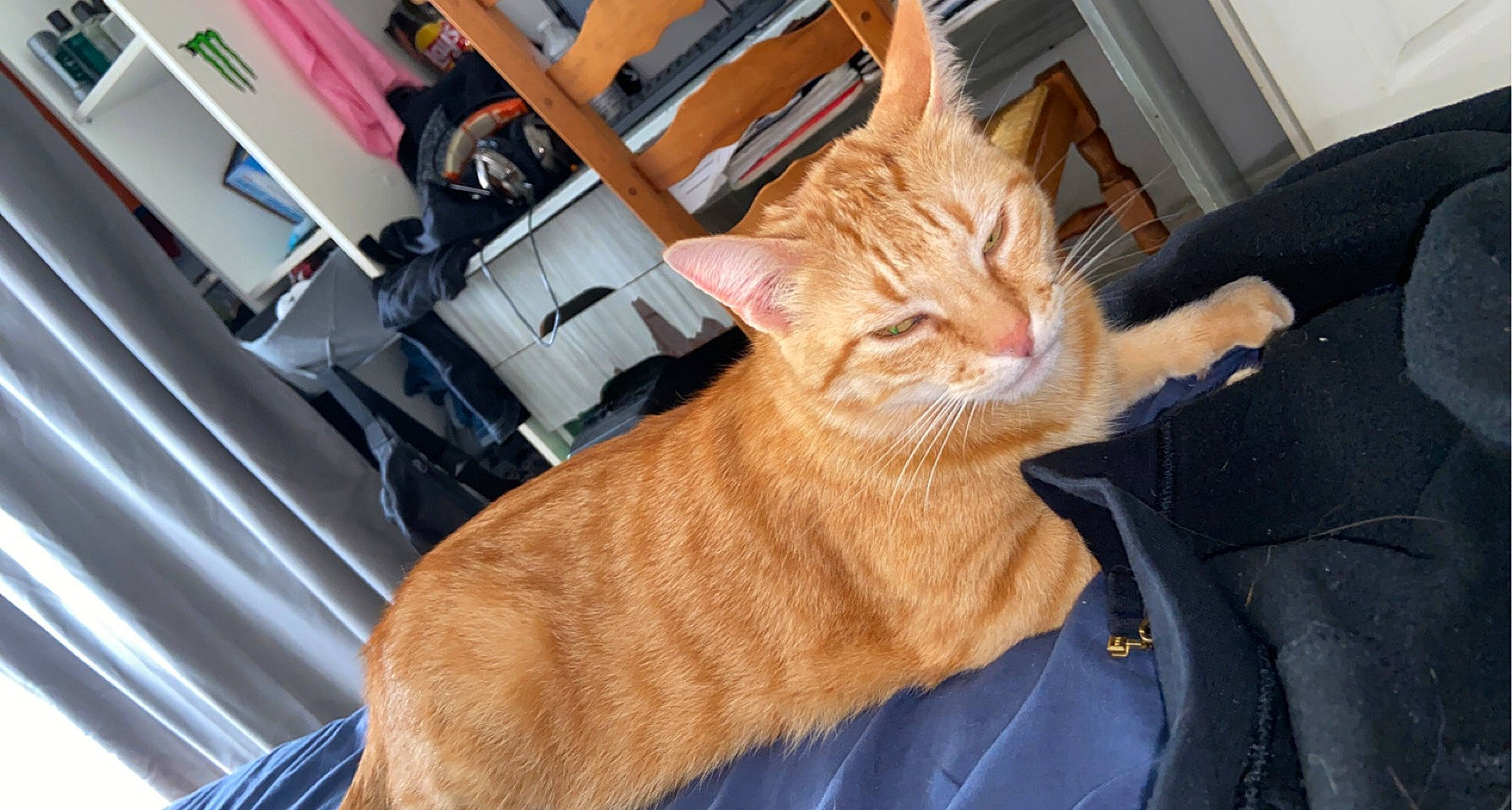 Ouioui participe au concours pour gagner de l'argent avec cette photo : carnivore, cat, chair, claw, comfort, domestic_short_haired_cat, electric_blue, fawn, felidae, fur, gesture, human_leg, paw, sitting, small_to_medium_sized_cats, snout, tail, textile, whiskers, wood