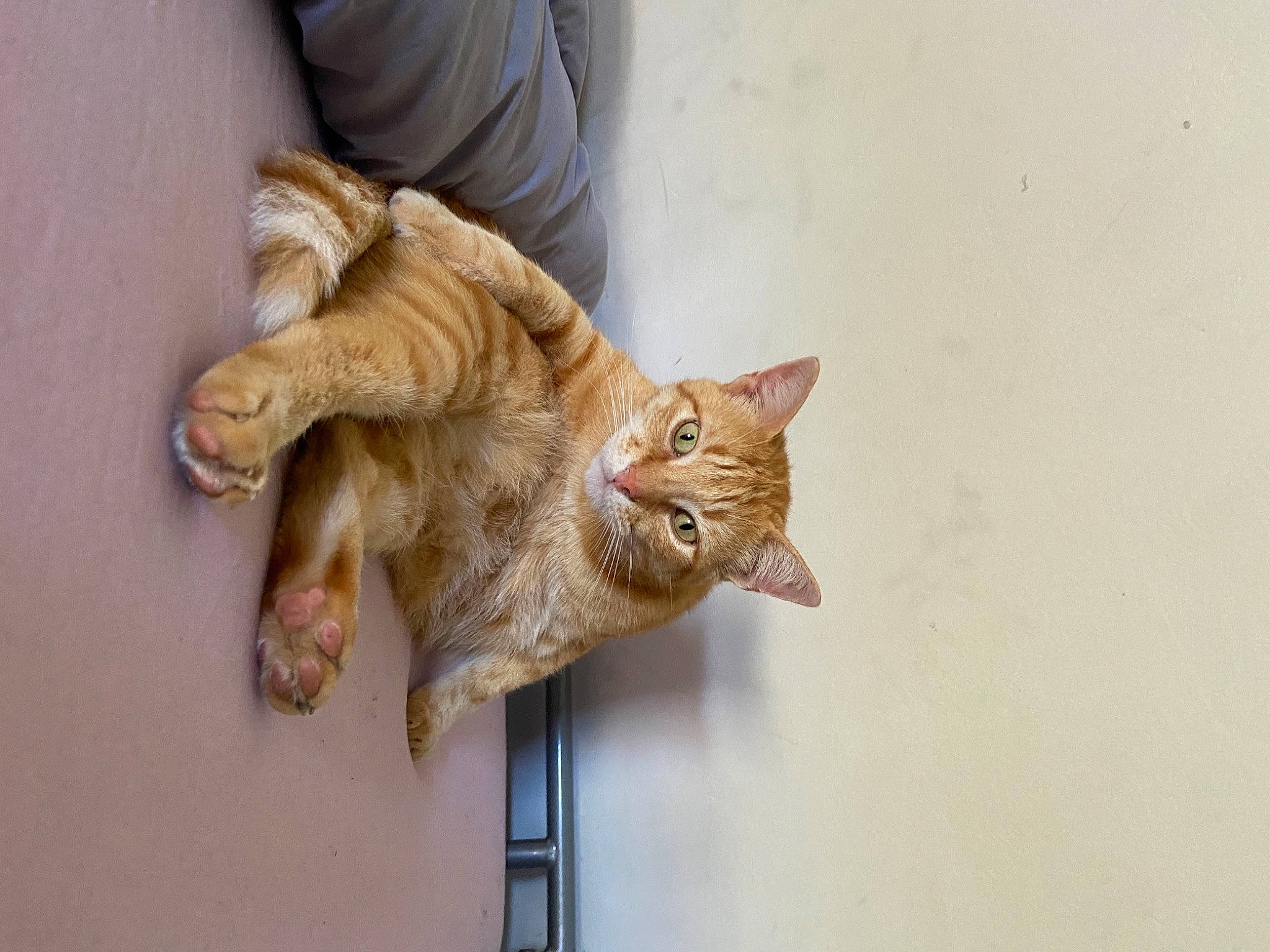 Ouioui participe au concours pour gagner de l'argent avec cette photo : carnivore, cat, claw, domestic_short_haired_cat, ear, eye, fawn, felidae, flooring, fur, gesture, paw, small_to_medium_sized_cats, snout, tail, vertebrate, whiskers, wood