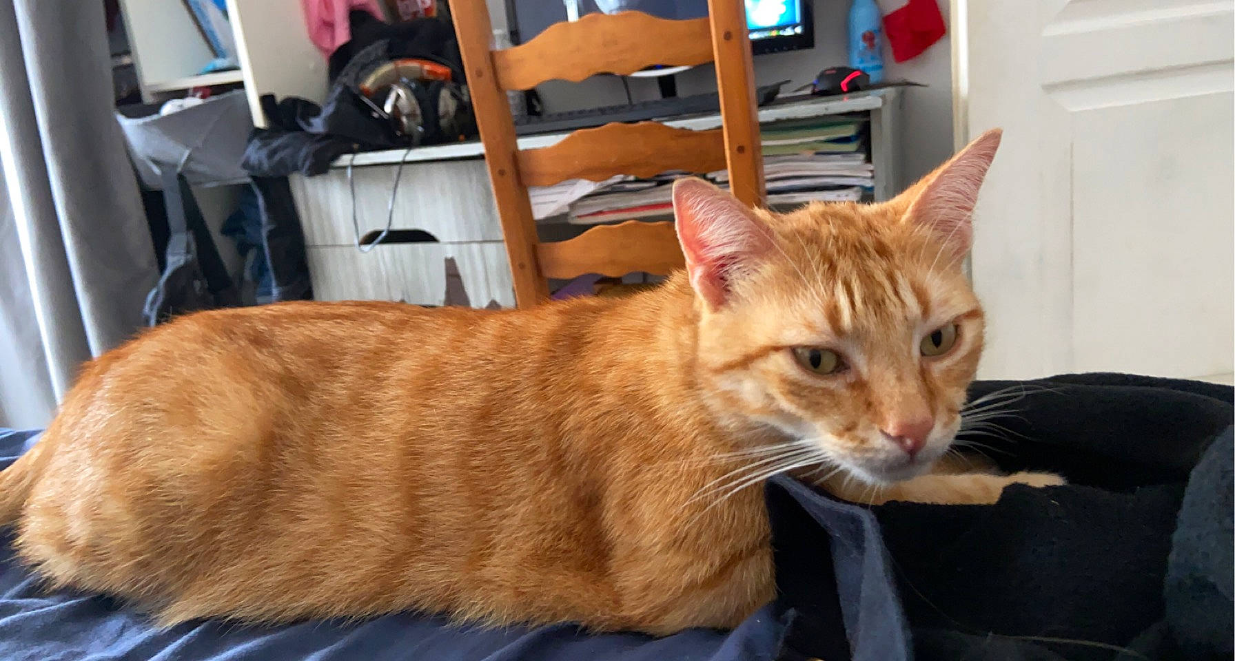 Ouioui a rejoint le concours — aidez-le/la à gagner de superbes lots ! box, carnivore, cat, claw, comfort, domestic_short_haired_cat, fawn, felidae, fur, light_switch, pet_supply, picture_frame, shelf, sitting, small_to_medium_sized_cats, snout, tail, wall_plate, whiskers, wood