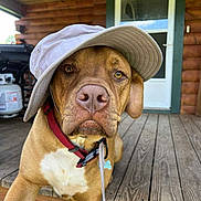 Roscoe joined the competition — help win amazing prizes! animal, brown_dog, canine, casual, closeup, collar, dog, domestic_animal, door, hat, house, outdoor, pet, pet_accessory, porch, portrait, summer, sunlight, wood, wooden_floor