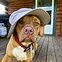 animal, brown_dog, canine, casual, closeup, collar, dog, domestic_animal, door, hat, house, outdoor, pet, pet_accessory, porch, portrait, summer, sunlight, wood, wooden_floor
