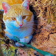 Tigger is registered to the contest to win money with this photo: animal, cat, close_up, curious, eyes, fur, green_string, hollow, mammal, nature, orange_cat, outdoor, paw, pet, texture, tree_trunk, whiskers, white_cat, wildlife, wood