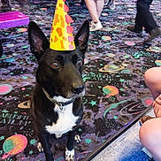 Koa is registered to the contest to win money with this photo: birthday_hat, black_and_white_dog, carpet, celebration, collar, colorful, costume, dog, galaxy_theme, indoors, party, people, pet, picnic_tables, playful, pointed_ears, portrait, sitting, white_chest, white_paws