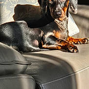 Voltaire participe au concours pour gagner de l'argent avec cette photo : dog, dachshund, pet, animal, leather_couch, sunlight, shadow, indoor, relaxed, portrait, fur, ears, face, paw, nose, sitting, home, cozy, brown, black