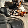 dog, dachshund, pet, animal, leather_couch, sunlight, shadow, indoor, relaxed, portrait, fur, ears, face, paw, nose, sitting, home, cozy, brown, black