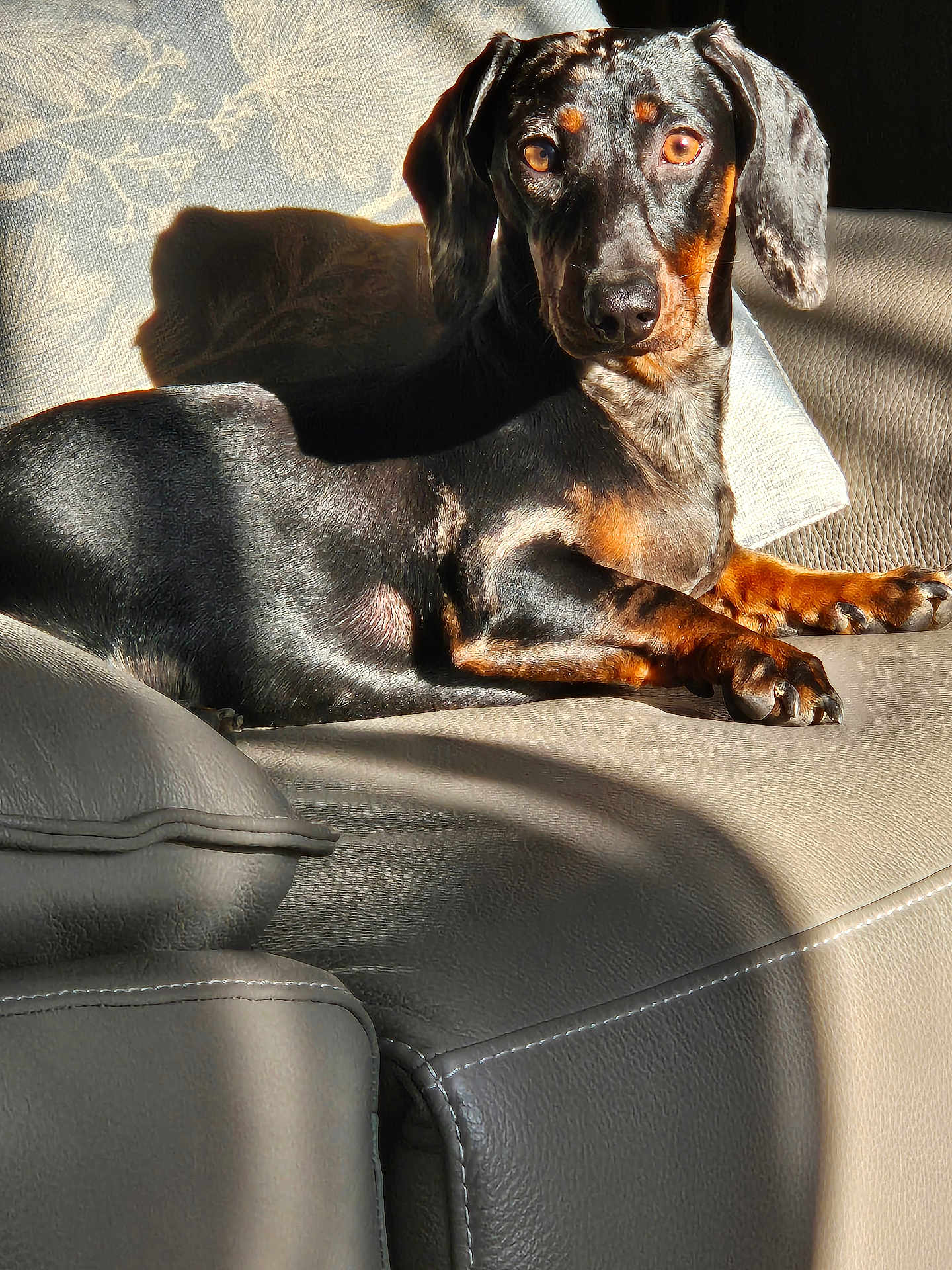 Voltaire participe au concours pour gagner de l'argent avec cette photo : dog, dachshund, pet, animal, leather_couch, sunlight, shadow, indoor, relaxed, portrait, fur, ears, face, paw, nose, sitting, home, cozy, brown, black