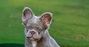 Don Vito Corleone joined the competition — help win amazing prizes! adorable, animal, canine, cute, dog, ears, fur, grass, green, looking, mammal, nature, outdoor, pet, portrait, puppy, sitting, small, sunlight, young