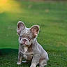 adorable, animal, canine, cute, dog, ears, fur, grass, green, looking, mammal, nature, outdoor, pet, portrait, puppy, sitting, small, sunlight, young