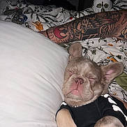 Don Vito Corleone joined the competition — help win amazing prizes! animal, arm, bed, black_clothing, blanket, canine, closeup, cozy, cute, dog, ears, floral_pattern, fur, indoor, pet, pillow, relaxing, resting, sleeping, tattoo