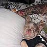 animal, arm, bed, black_clothing, blanket, canine, closeup, cozy, cute, dog, ears, floral_pattern, fur, indoor, pet, pillow, relaxing, resting, sleeping, tattoo