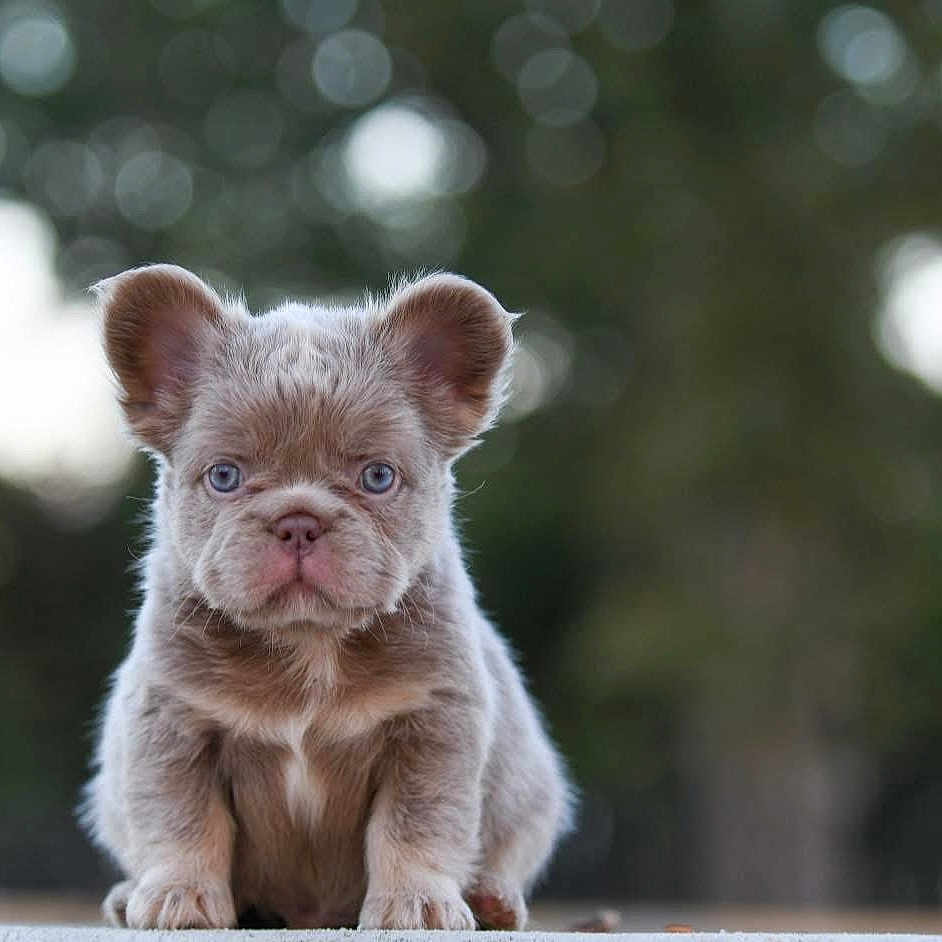 Don Vito Corleone is registered to the contest to win money with this photo: adorable, animal, background_blur, blue_eyes, canine, closeup, cute, dog, ears, fluffy, fur, mammal, nature, outdoor, pet, portrait, puppy, sitting, small, young