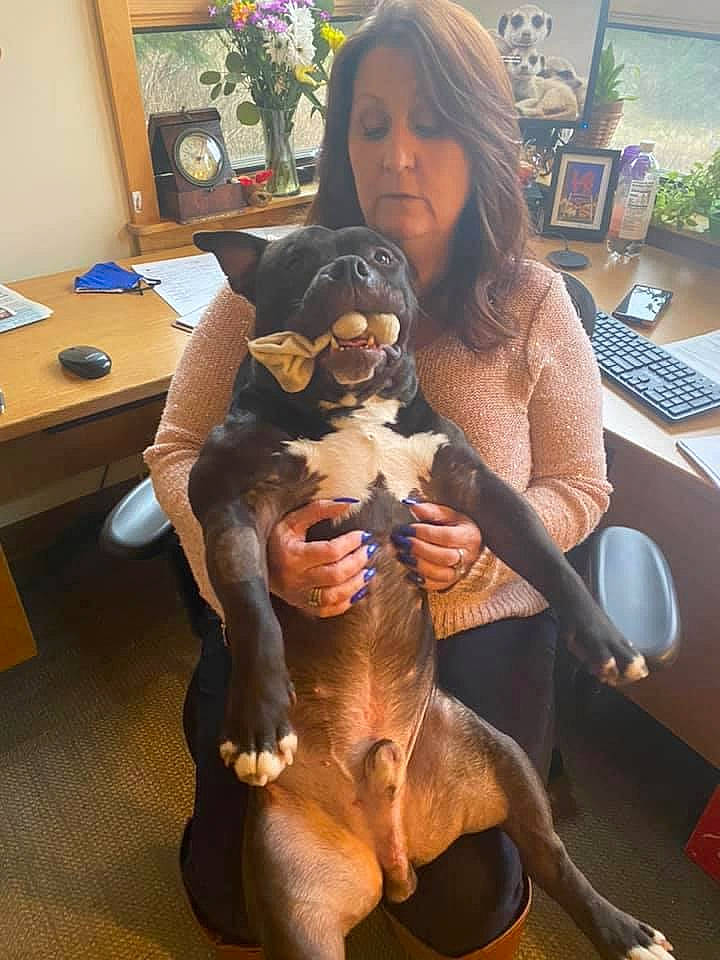 Stumpy is registered to the contest to win money with this photo: abdomen, carnivore, chair, comfort, companion_dog, computer_keyboard, computer_monitor, dog, dog_breed, fawn, furniture, houseplant, lap, peripheral, picture_frame, table, thigh, toy, trunk, working_animal