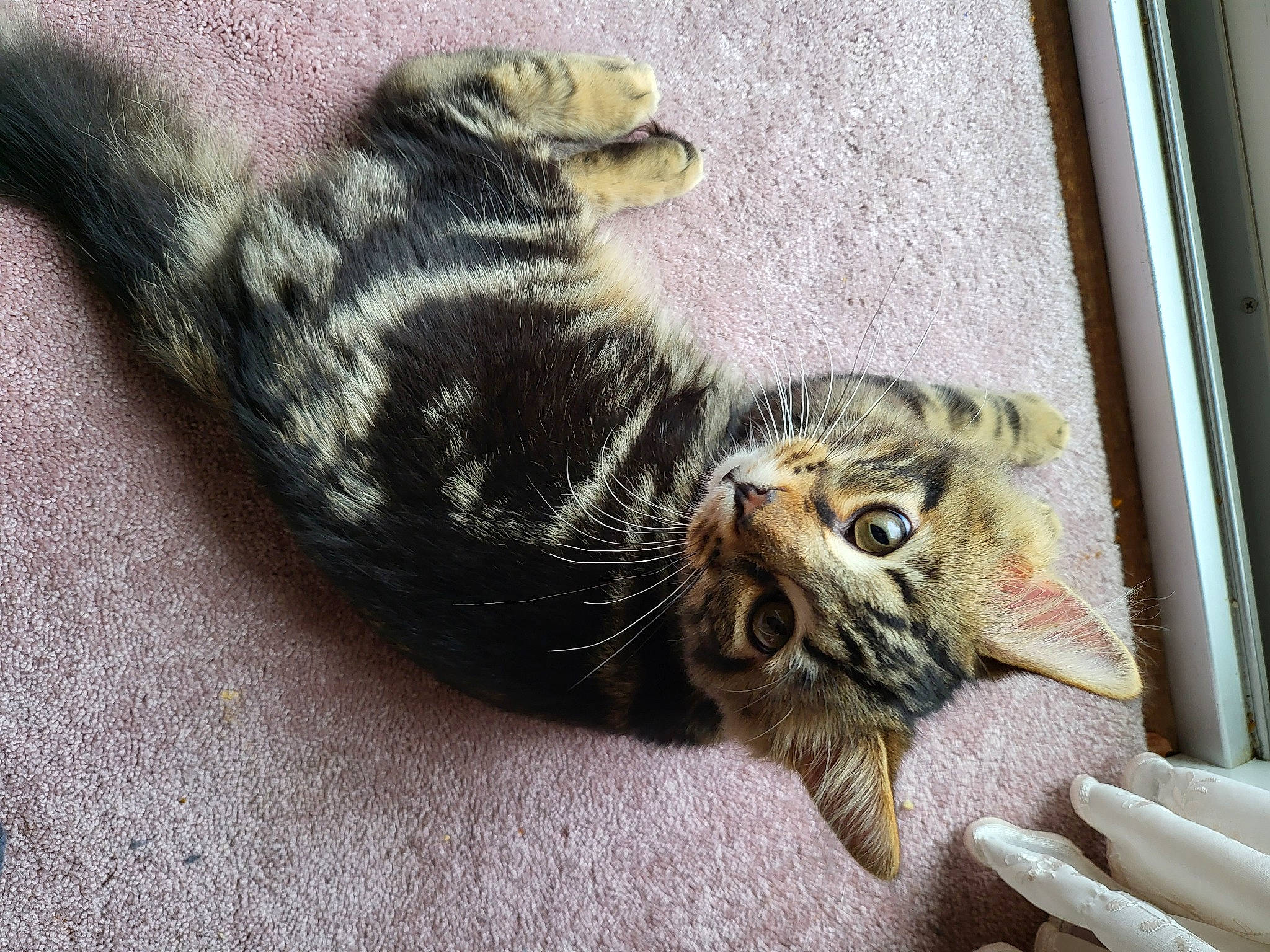 Cat Freiermuth joined the competition — help win amazing prizes! carnivore, cat, claw, comfort, domestic_short_haired_cat, felidae, flooring, fur, paw, sitting, small_to_medium_sized_cats, snout, tail, terrestrial_animal, whiskers, wildlife, window, wood