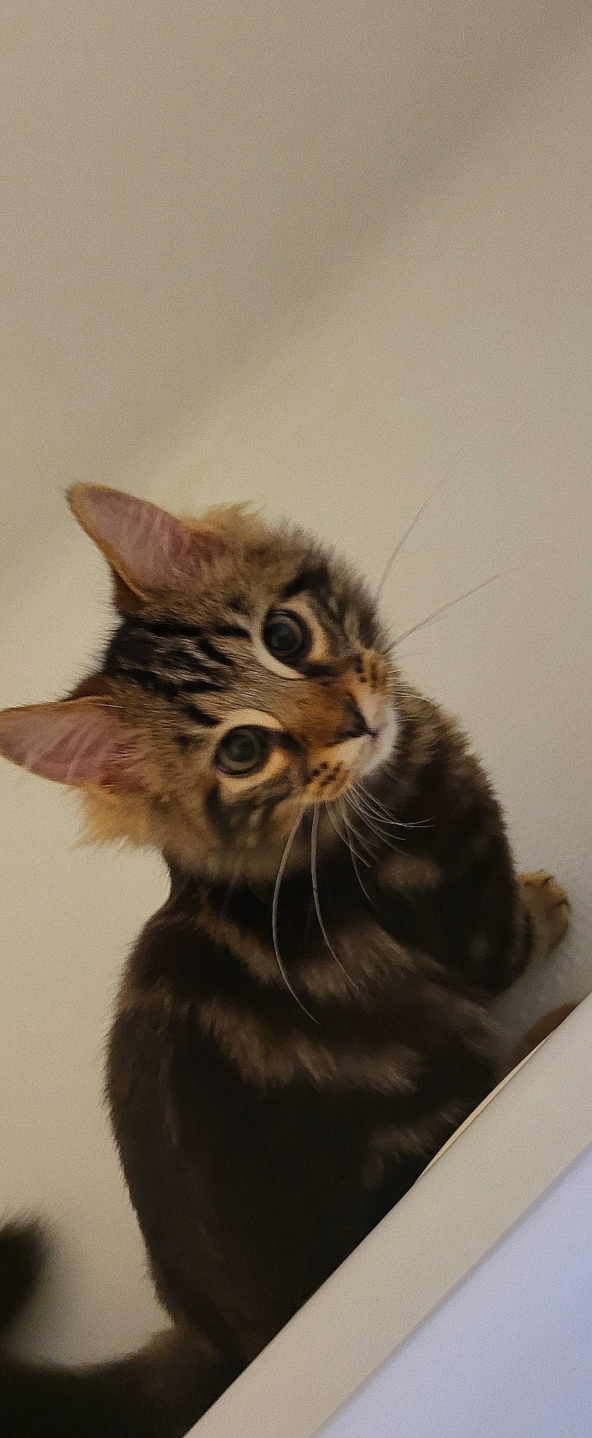 Cat Freiermuth joined the competition — help win amazing prizes! carnivore, cat, claw, close_up, domestic_short_haired_cat, ear, eye, felidae, fur, iris, paw, small_to_medium_sized_cats, snout, terrestrial_animal, whiskers, window