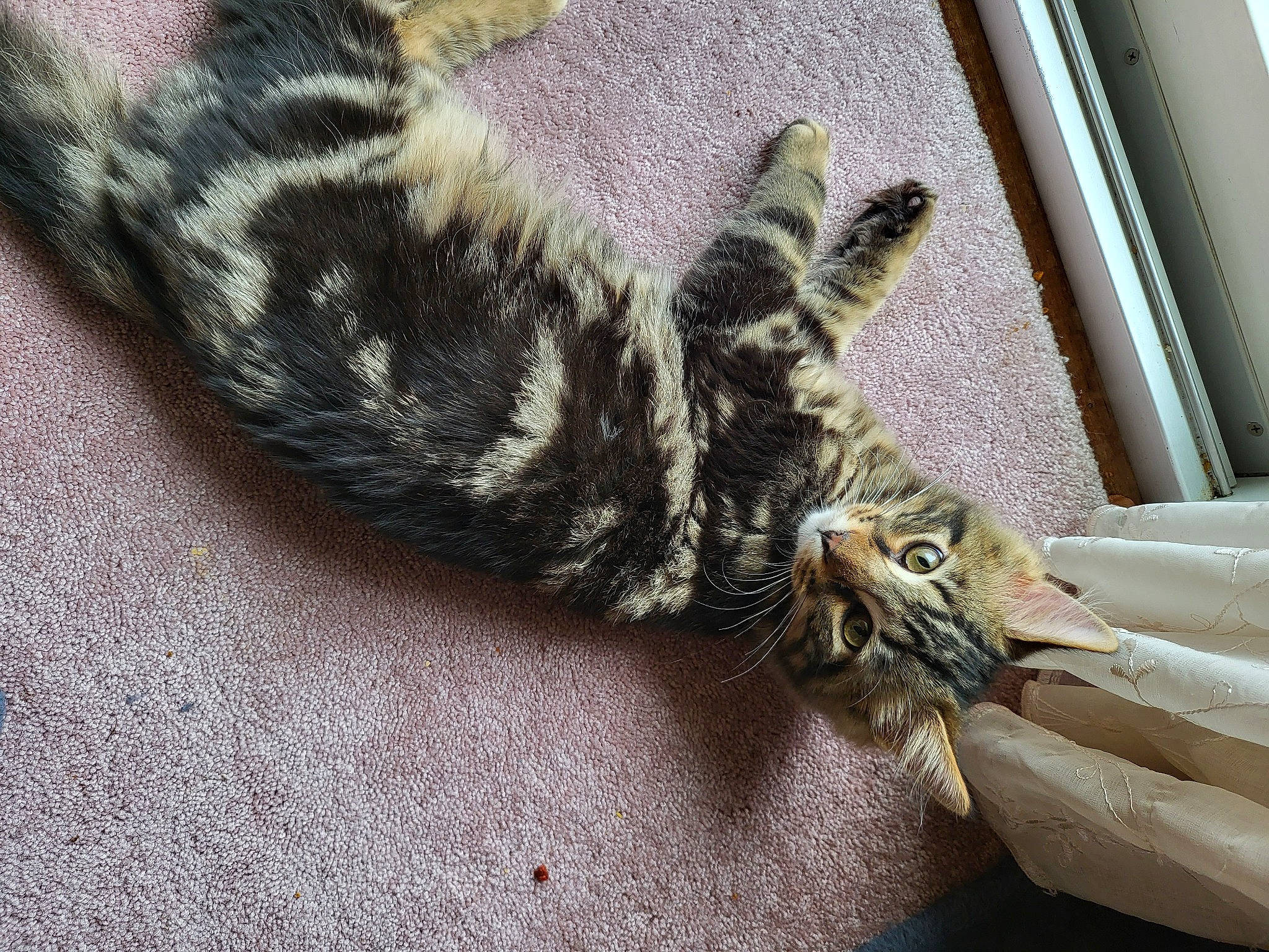 Cat Freiermuth joined the competition — help win amazing prizes! carnivore, cat, claw, comfort, domestic_short_haired_cat, felidae, flooring, foot, fur, grey, hardwood, paw, small_to_medium_sized_cats, snout, tail, terrestrial_animal, whiskers, wood