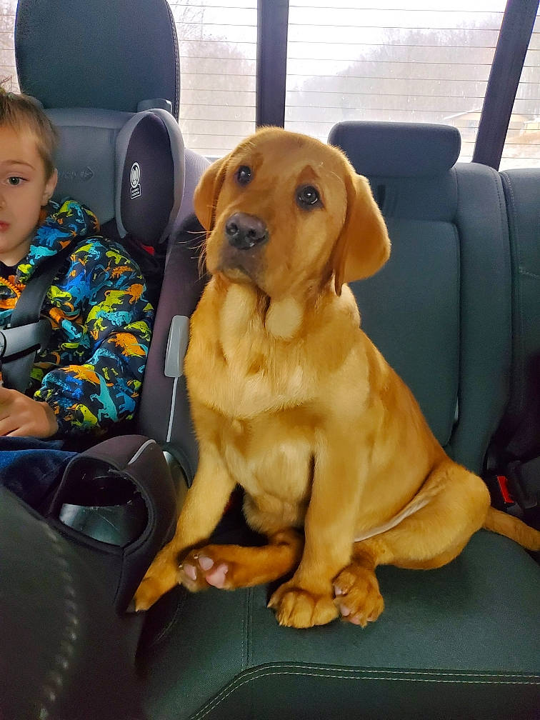 Buck joined the competition — help win amazing prizes! car_seat, car_seat_cover, carnivore, collar, comfort, companion_dog, dog, dog_breed, dog_collar, family_car, fawn, fur, head_restraint, hound, sitting, snout, sporting_group, toddler, vehicle_door, working_animal