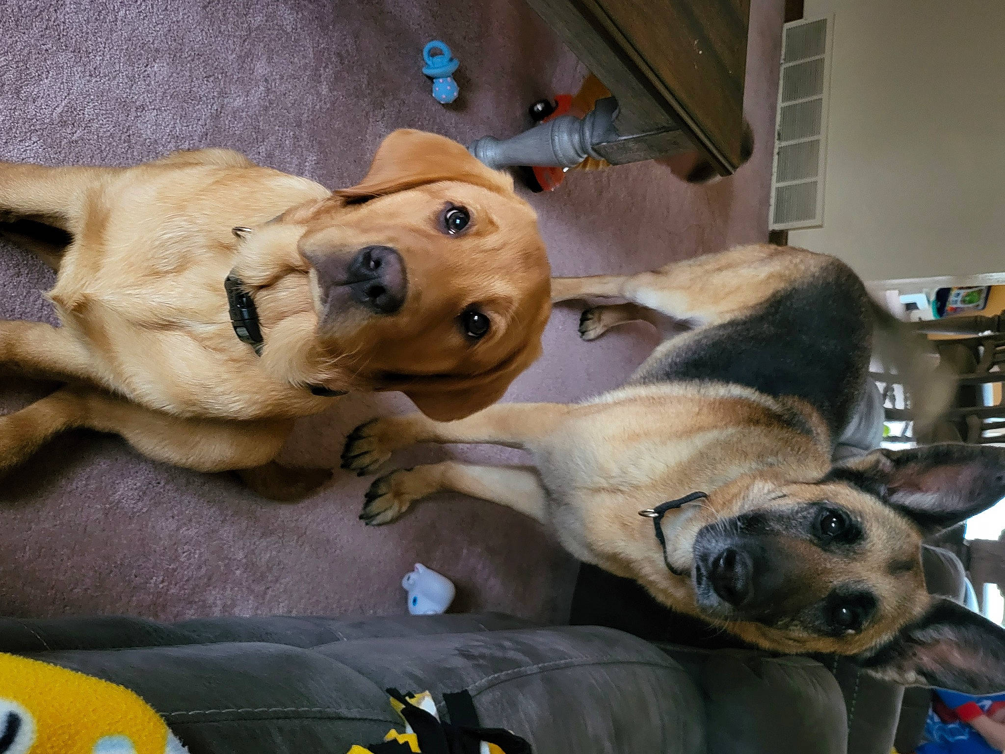 Buck joined the competition — help win amazing prizes! canidae, carnivore, collar, comfort, companion_dog, dog, dog_breed, dog_supply, fawn, fur, non_sporting_group, paw, shelf, snout, sporting_group, working_animal