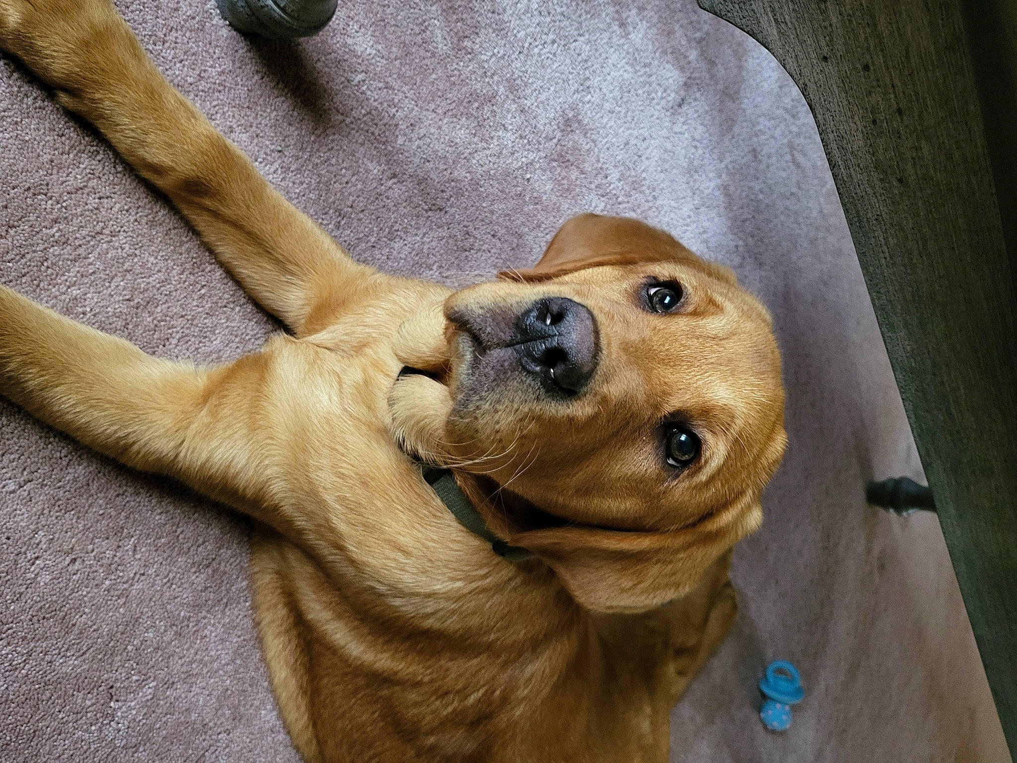 Buck is registered to the contest to win money with this photo: carnivore, collar, companion_dog, dog, dog_breed, dog_collar, ear, fawn, fur, liver, paw, pet_supply, snout, sporting_group, street_dog, tail, terrestrial_animal, whiskers, wood, working_animal