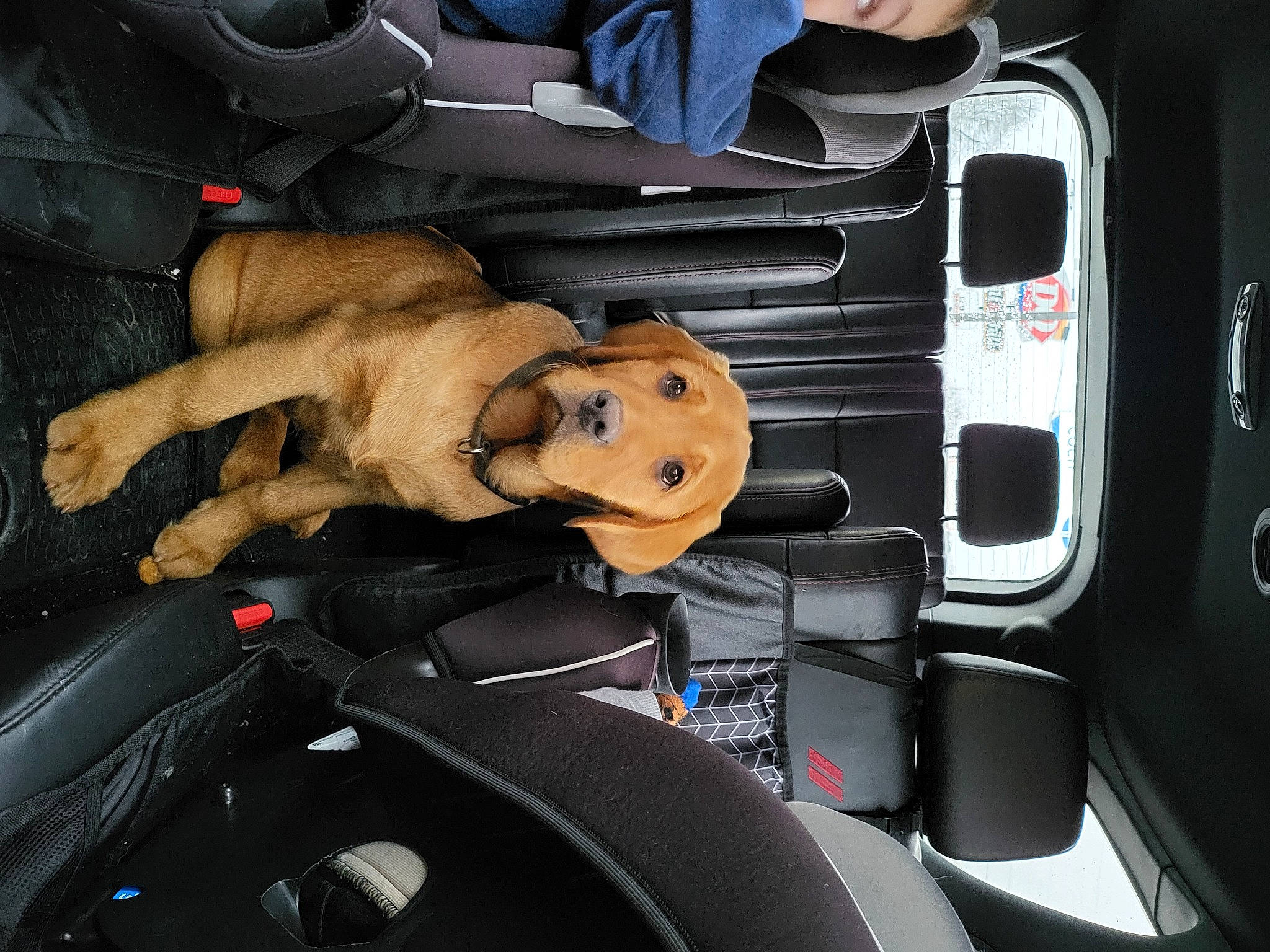 Buck is registered to the contest to win money with this photo: auto_part, automotive_design, automotive_exterior, automotive_wheel_system, bumper, car, car_seat, car_seat_cover, center_console, family_car, head_restraint, luxury_vehicle, motor_vehicle, personal_luxury_car, seat_belt, steering_wheel, toy, trunk, vehicle, vehicle_door