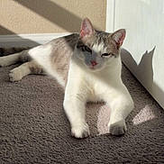Dough Dough is registered to the contest to win money with this photo: cat, indoor, sunlight, shadow, carpet, door, relaxed, pet, feline, white, gray, animal, resting, cozy, home, paw, ears, quiet, daylight, shadow_play