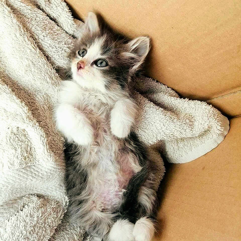 Isis participe au concours pour gagner de l'argent avec cette photo : abyssinian, animal, blanket, cat, chair, couch, furniture, indoors, kitten, manx, person, pet, quilt, siamese, sleeping, towel, white