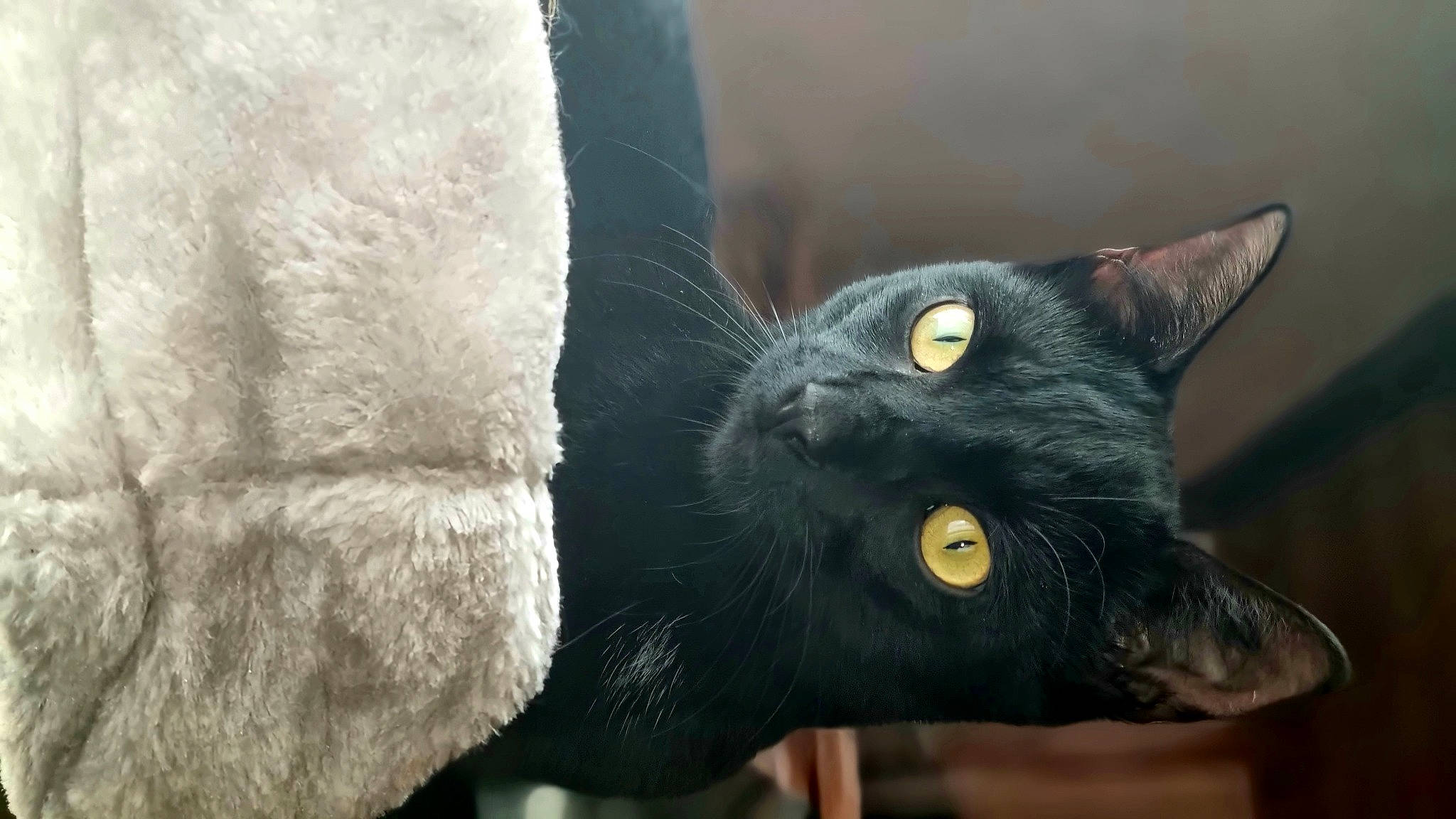 Diablo participe au concours pour gagner de l'argent avec cette photo : black_cat, bombay, carnivore, cat, comfort, domestic_short_haired_cat, felidae, fur, grey, plant, russian_blue, small_to_medium_sized_cats, snout, terrestrial_animal, whiskers, wildlife