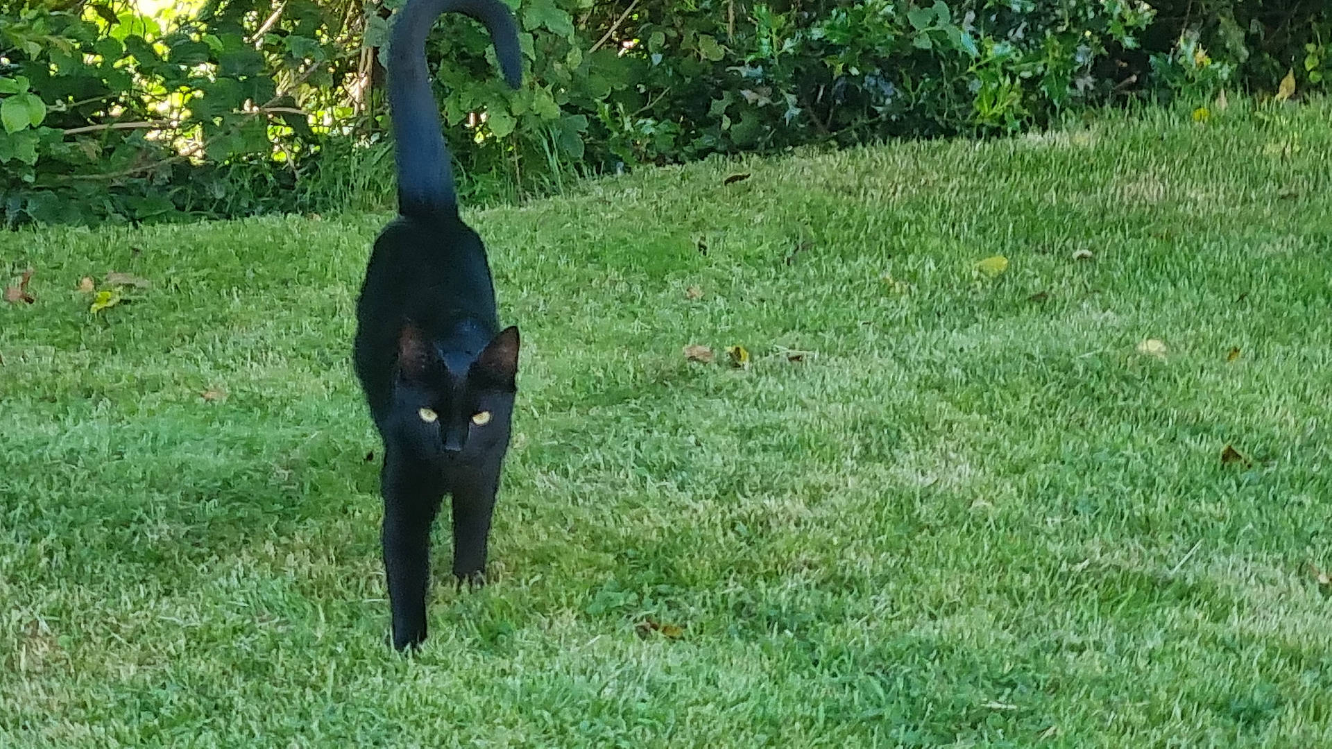 Diablo a rejoint le concours — aidez-le/la à gagner de superbes lots ! animal, backyard, blackcat, cat, field, grass, grassland, green, herbal, herbs, jungle, kitten, lawn, nature, outdoors, pet, plant, tree, vegetation, yard