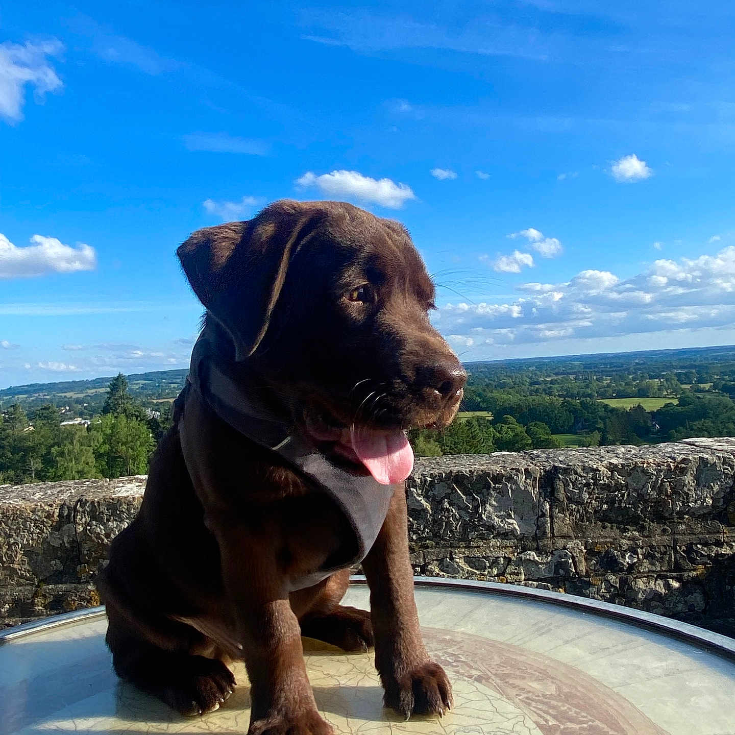 Vegas a rejoint le concours — aidez-le/la à gagner de superbes lots ! animal, canine, cloud, dog, face, grass, head, hound, landscape, nature, outdoors, person, pet, photography, plant, portrait, puppy, rock, scenery, sky