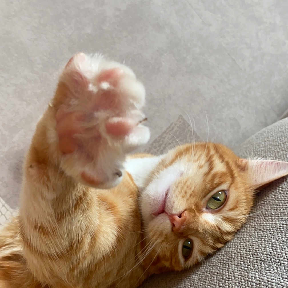 Simba