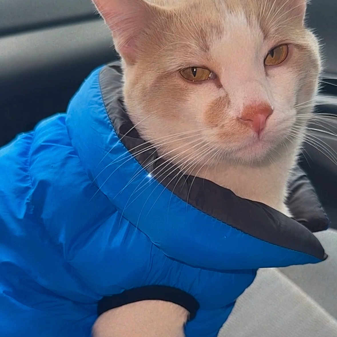 Emmylio is registered to the contest to win money with this photo: animal, blue_jacket, car_interior, cat, close_up, clothing, cozy, cute, ears, fashion, feline, fur, indoor, orange_eyes, pet, portrait, seat, sitting, whiskers, winter_wear
