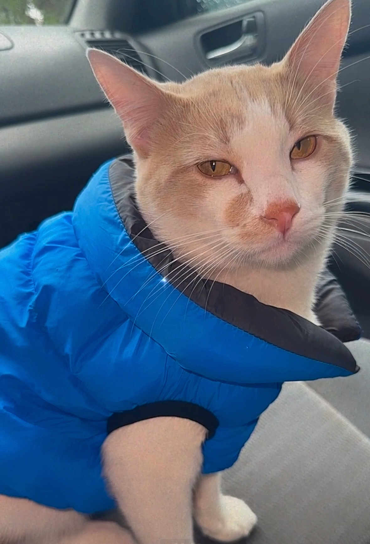Emmylio is registered to the contest to win money with this photo: cat, animal, pet, blue_jacket, clothing, car_interior, seat, whiskers, ears, fur, orange_eyes, cute, close_up, portrait, indoor, feline, winter_wear, fashion, cozy, sitting