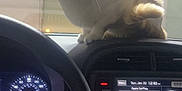 Emmylio is registered to the contest to win money with this photo: cat, dashboard, car_interior, steering_wheel, speedometer, carplay_screen, night, lights, window, reflection, keys, controls, buttons, snack_bag, orange_cat, white_cat, pet, indoor, vehicle, technology