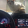 cat, dashboard, car_interior, steering_wheel, speedometer, carplay_screen, night, lights, window, reflection, keys, controls, buttons, snack_bag, orange_cat, white_cat, pet, indoor, vehicle, technology