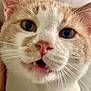 Emmylio is registered to the contest to win money with this photo: cat, close_up, pet, animal, whiskers, fur, nose, eyes, mouth, cute, indoor, domestic, face, expression, curious, pink_nose, white_fur, orange_fur, whiskers_visible, closeup