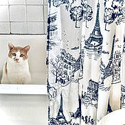 Emmylio is registered to the contest to win money with this photo: cat, bathtub, shower_curtain, bathroom, tile_wall, indoor, pet, curious, white, beige, eiffel_tower_pattern, fabric, window_light, clean, domestic, animal, portrait, sitting, looking, cute