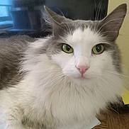 Saber is registered to the contest to win money with this photo: cat, fluffy, green_eyes, white_fur, gray_fur, pet, animal, indoor, close_up, portrait, relaxed, whiskers, ears, nose, wooden_surface, reflection, feline, domestic_cat, cute, calm
