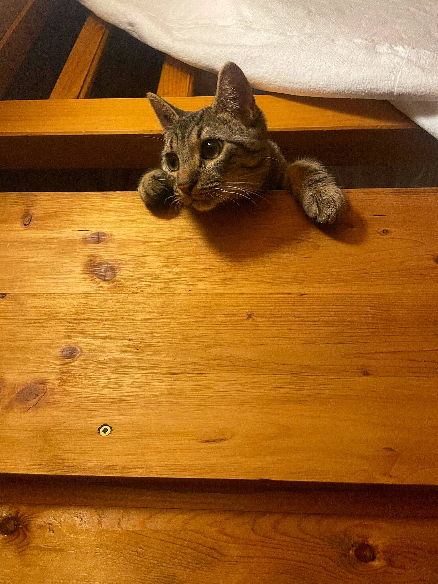 Ragnar a rejoint le concours — aidez-le/la à gagner de superbes lots ! carnivore, cat, domestic_short_haired_cat, felidae, floor, flooring, hardwood, laminate_flooring, metal, pattern, plank, plywood, room, small_to_medium_sized_cats, tail, varnish, whiskers, wood, wood_flooring, wood_stain