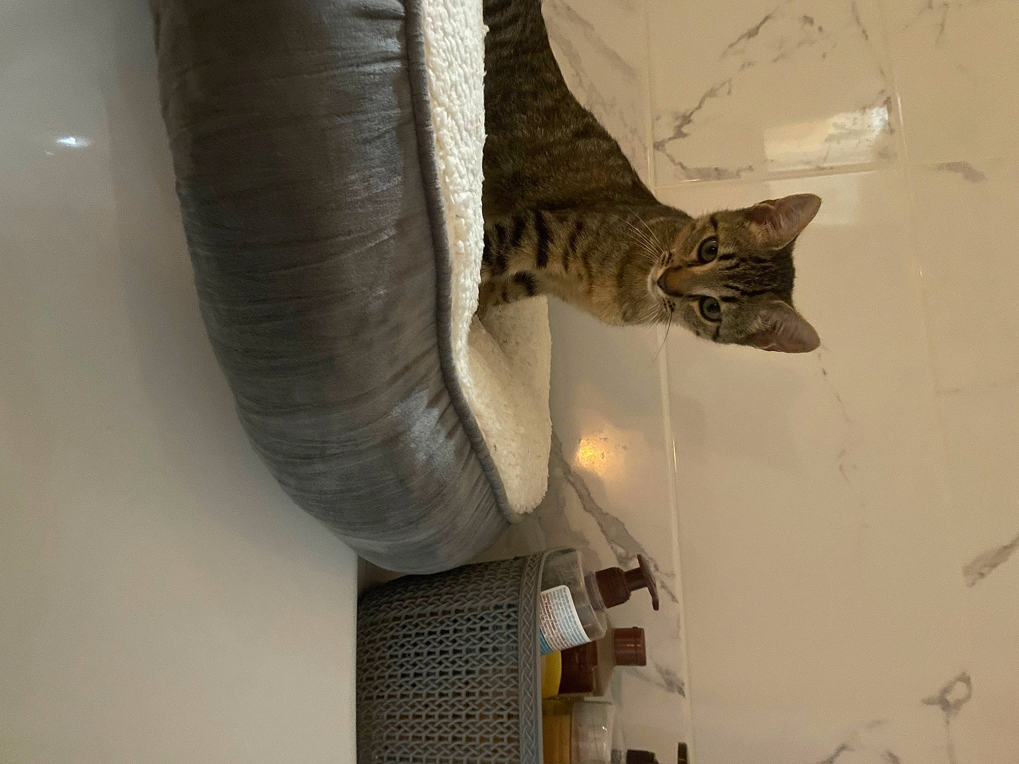 Ragnar a rejoint le concours — aidez-le/la à gagner de superbes lots ! art, carnivore, cat, ceiling, domestic_short_haired_cat, door, felidae, fur, metal, plaster, room, sculpture, shadow, small_to_medium_sized_cats, tail, visual_arts, whiskers, window, wood