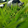cat, black_and_white, grass, outdoor, nature, sunlight, relaxed, animal, pet, whiskers, greenery, daylight, field, close_up, lying_down, peaceful, summer, eye, fur, scenery