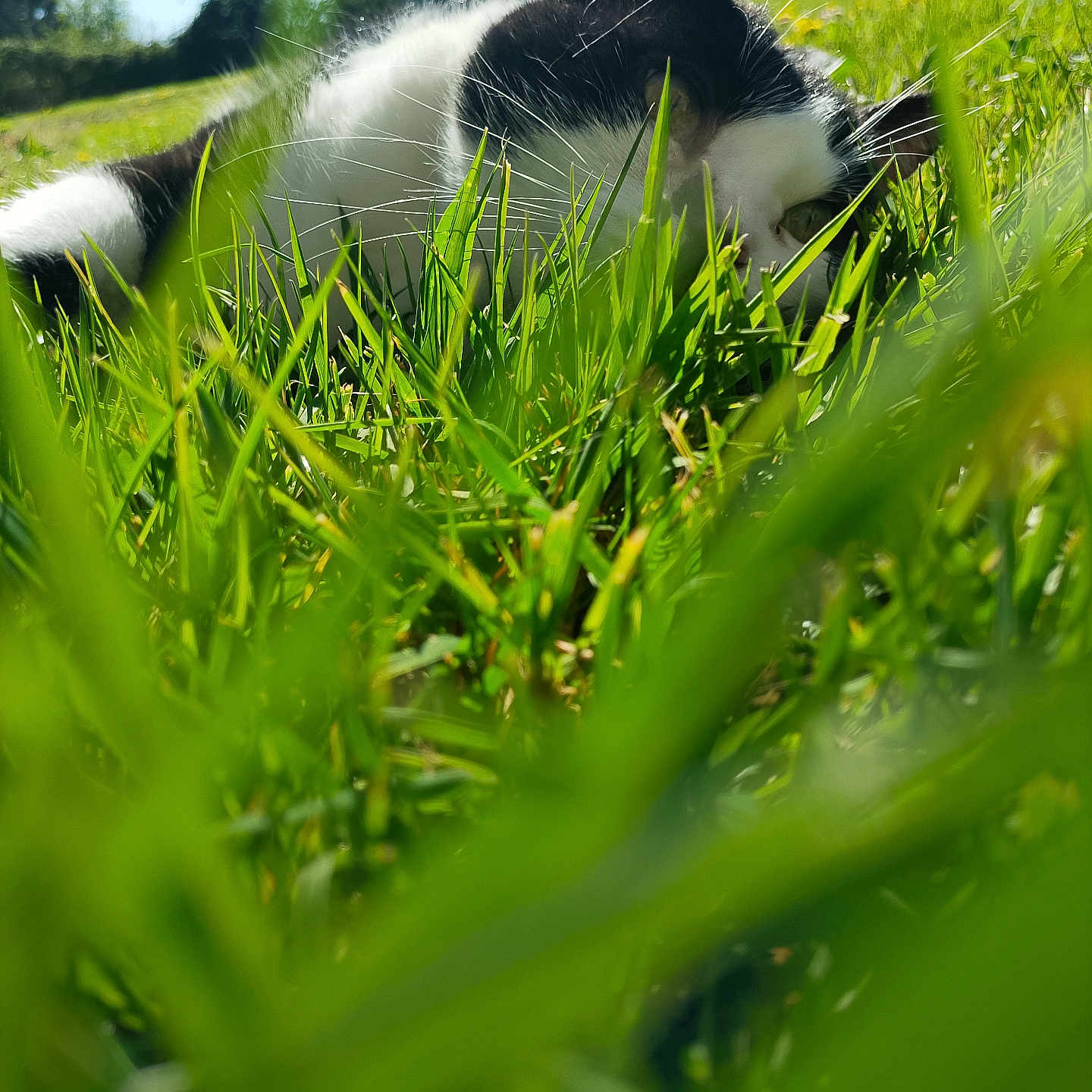 Isy a rejoint le concours — aidez-le/la à gagner de superbes lots ! cat, black_and_white, grass, outdoor, nature, sunlight, relaxed, animal, pet, whiskers, greenery, daylight, field, close_up, lying_down, peaceful, summer, eye, fur, scenery