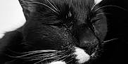 Petey Pablo is registered to the contest to win money with this photo: animal, black_and_white, cat, close_up, cute, face, feline, fur, indoor, mammal, nose, peaceful, pet, portrait, relaxed, resting, sleeping, soft_lighting, tuxedo_cat, whiskers