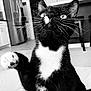 Petey Pablo is registered to the contest to win money with this photo: animal, black_and_white, cabinet, cat, close_up, curious, domestic, feline, floor, household, indoor, kitchen, looking_up, paw, pet, playful, portrait, refrigerator, tuxedo_cat, whiskers