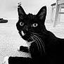Petey Pablo is registered to the contest to win money with this photo: alert, animal, black_and_white, black_cat, carpet, cat, chair, close_up, domestic_cat, floor, furniture, indoor, pet, portrait, relaxed, shoe, whiskers, whiskers_visible, white_paws, wide_eyes