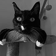 Petey Pablo is registered to the contest to win money with this photo: animal, black_and_white, cat, cat_tree, climbing, close_up, curious, cute, ears, feline, fur, indoor, looking, monochrome, paws, pet, playful, portrait, resting, whiskers
