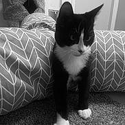 Figaro joined the competition — help win amazing prizes! cat, kitten, tuxedo_cat, carpet, cushion, pattern, black_and_white, indoor, pet, curious, feline, animal, cat_tree, texture, young_cat, whiskers, paws, ears, home, cozy