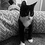 cat, kitten, tuxedo_cat, carpet, cushion, pattern, black_and_white, indoor, pet, curious, feline, animal, cat_tree, texture, young_cat, whiskers, paws, ears, home, cozy