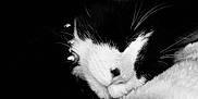 Figaro is registered to the contest to win money with this photo: cat, black_and_white, sleeping, close_up, whiskers, ear, fluffy_blanket, cozy, monochrome, peaceful, pet, fur, animal, domestic_cat, resting, soft_texture, portrait, indoor, quiet, nap