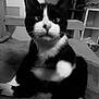cat, black_and_white, indoor, furniture, plant, curious, pet, animal, soft_surface, whiskers, ears, face, blurred, closeup, sitting, cozy, domestic, feline, home, resting