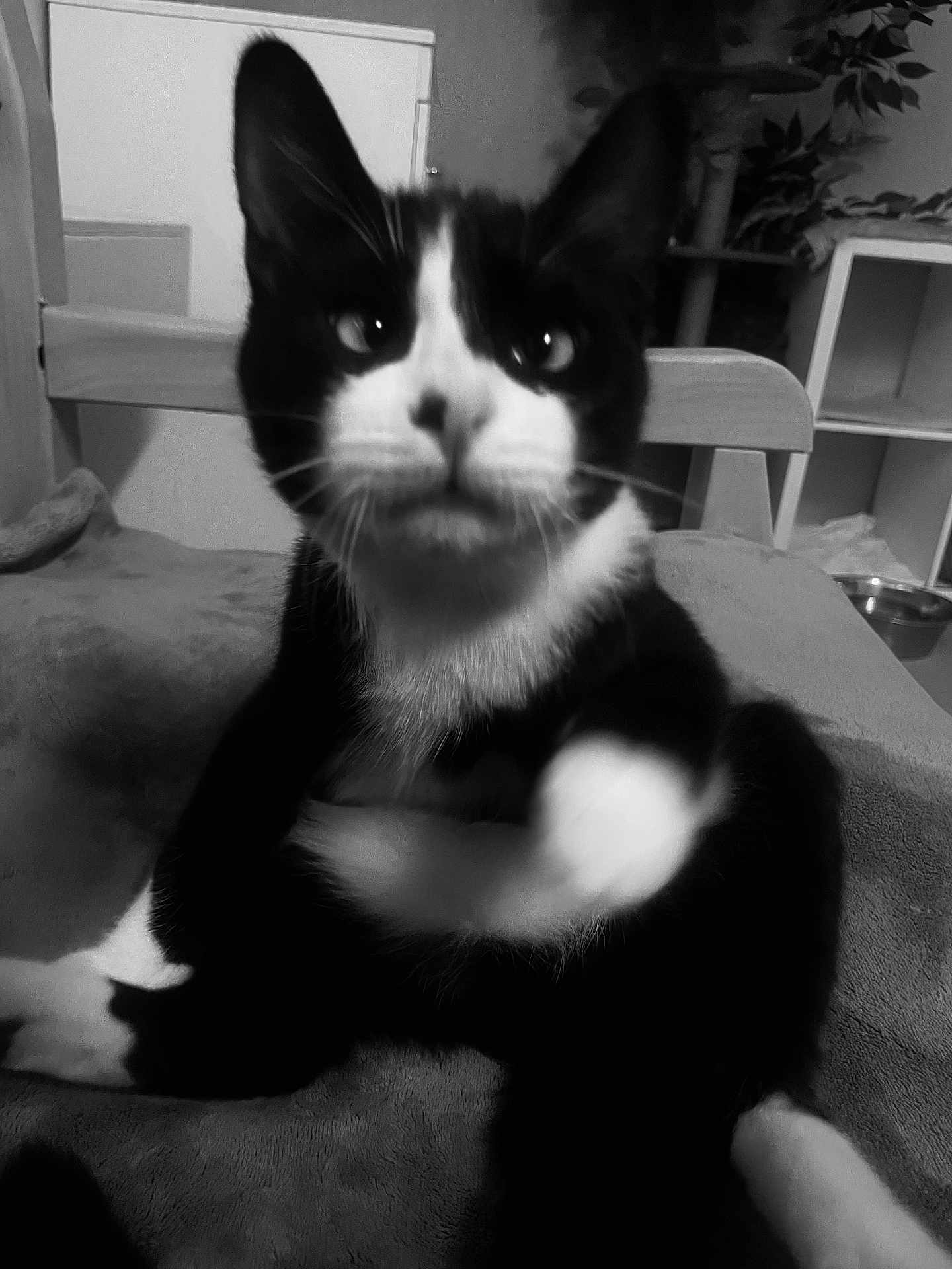 Figaro