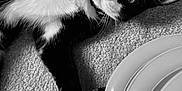 Figaro is registered to the contest to win money with this photo: animal, black_and_white, carpet, cat, close_up, curious, domestic, feline, floor, household, indoor, lying_down, monochrome, paw, pet, plates, resting, stacked_plates, texture, whiskers